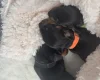 Dachshund (Smooth Haired)