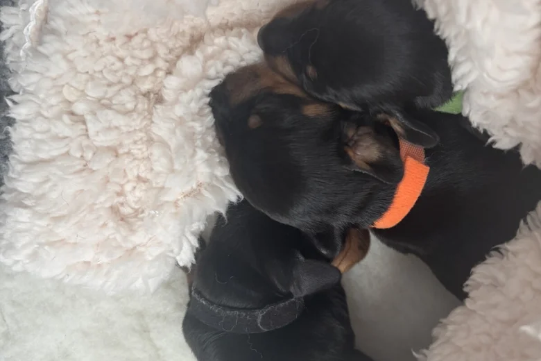 Dachshund (Smooth Haired)