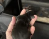 Dachshund (Smooth Haired)