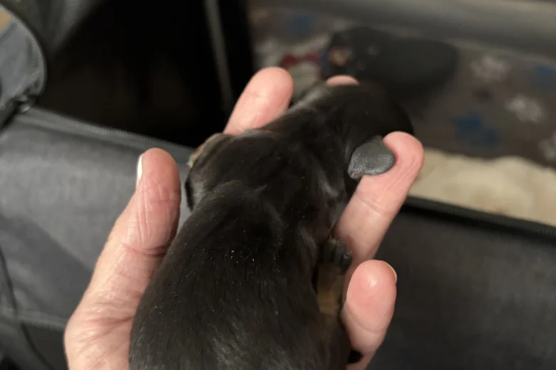Dachshund (Smooth Haired)