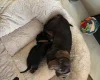 Dachshund (Smooth Haired)