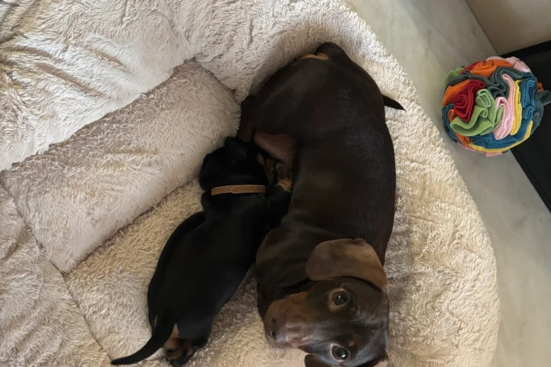 Dachshund (Smooth Haired)