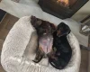 Dachshund (Smooth Haired)
