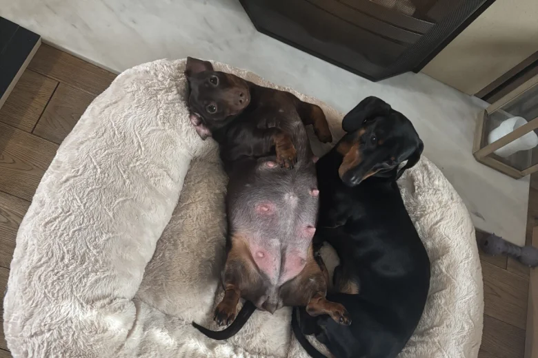 Dachshund (Smooth Haired)
