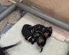 Dachshund (Smooth Haired)