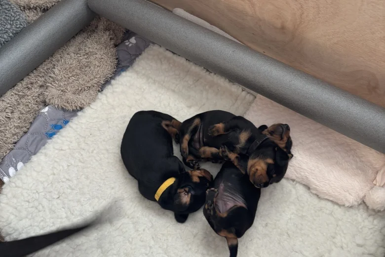 Dachshund (Smooth Haired)