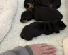 Dachshund (Smooth Haired)