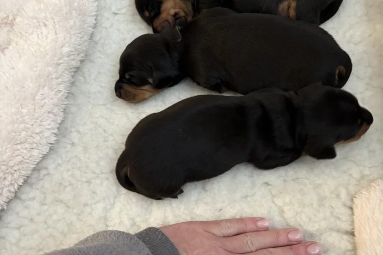 Dachshund (Smooth Haired)