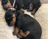 Dachshund (Smooth Haired)