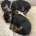 Dachshund (Smooth Haired)