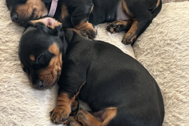 Dachshund (Smooth Haired)