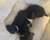 Dachshund (Smooth Haired)