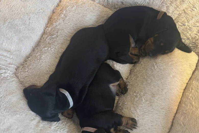 Dachshund (Smooth Haired)