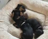 Dachshund (Smooth Haired)