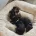 Dachshund (Smooth Haired)