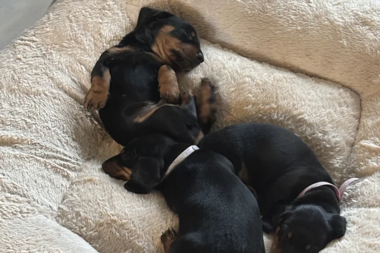 Dachshund (Smooth Haired)