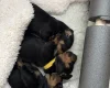 Dachshund (Smooth Haired)