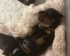 Dachshund (Smooth Haired)