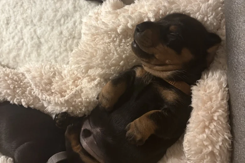 Dachshund (Smooth Haired)
