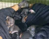 Dachshund (Smooth Haired)