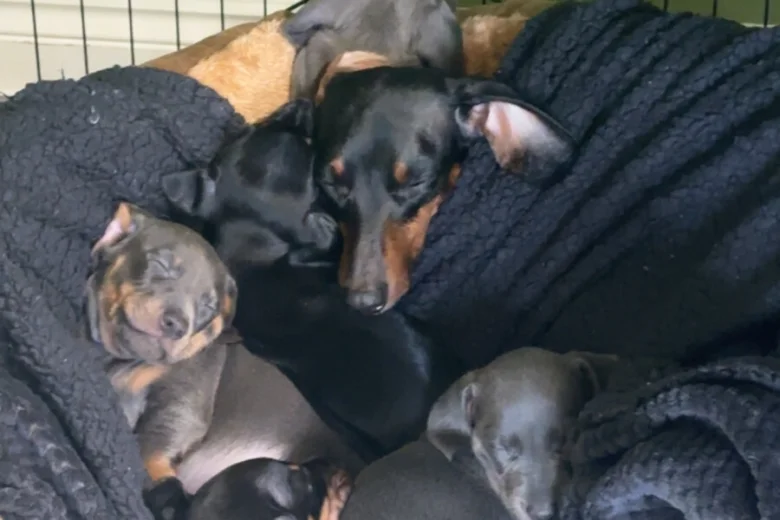 Dachshund (Smooth Haired)
