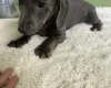 Dachshund (Smooth Haired)