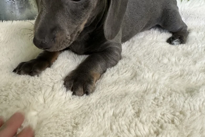 Dachshund (Smooth Haired)