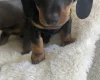 Dachshund (Smooth Haired)