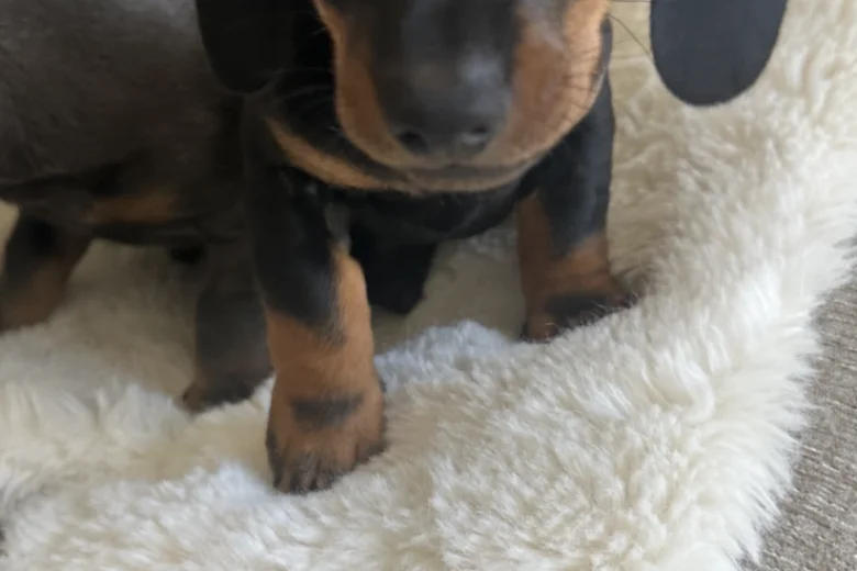 Dachshund (Smooth Haired)