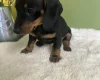 Dachshund (Smooth Haired)