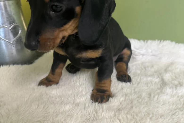Dachshund (Smooth Haired)