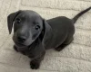 Dachshund (Smooth Haired)