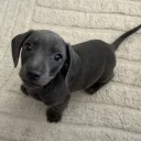Dachshund (Smooth Haired)