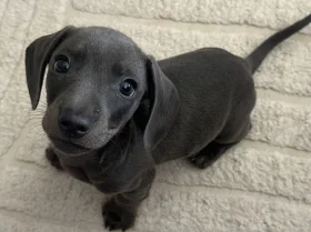 Dachshund (Smooth Haired)