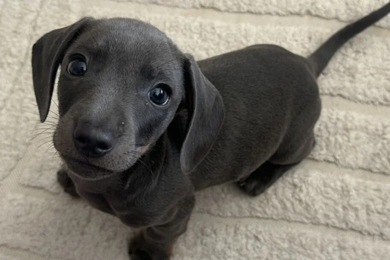 Dachshund (Smooth Haired)