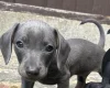 Dachshund (Smooth Haired)