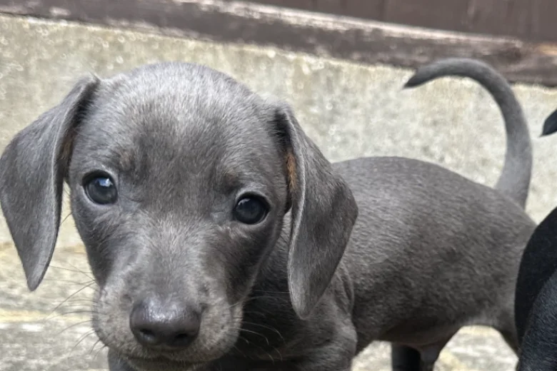 Dachshund (Smooth Haired)