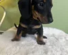 Dachshund (Smooth Haired)