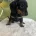Dachshund (Smooth Haired)