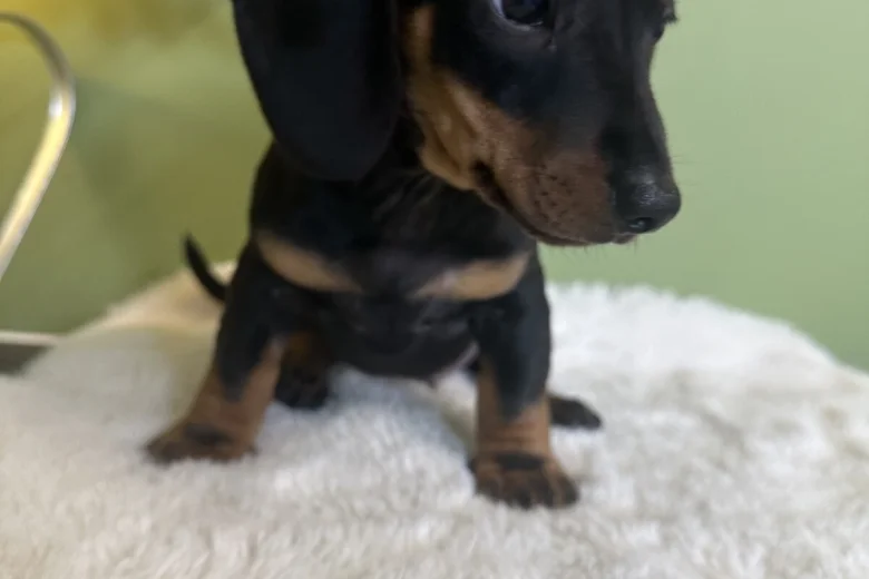 Dachshund (Smooth Haired)