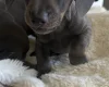 Dachshund (Smooth Haired)