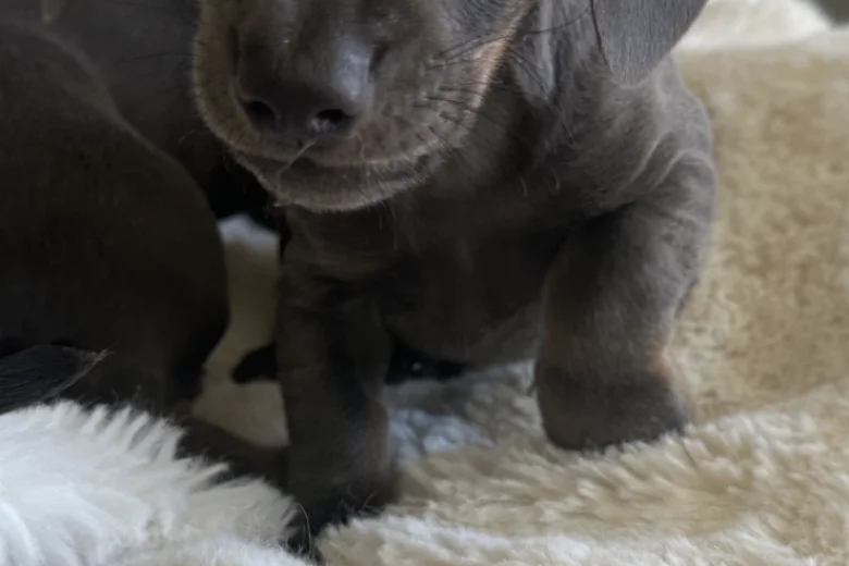 Dachshund (Smooth Haired)