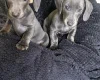 Dachshund (Smooth Haired)