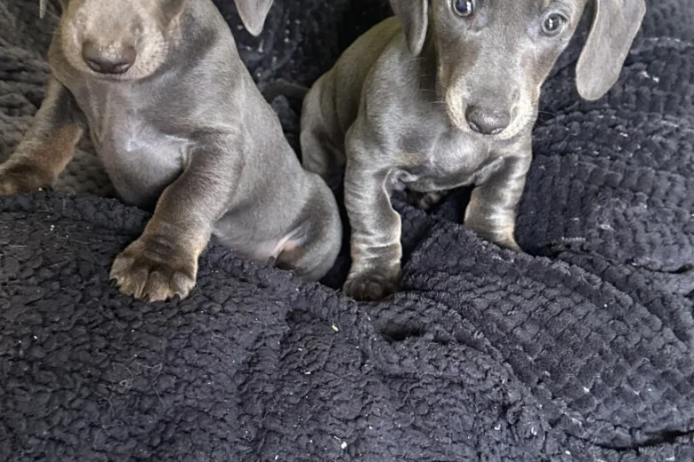 Dachshund (Smooth Haired)