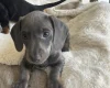 Dachshund (Smooth Haired)