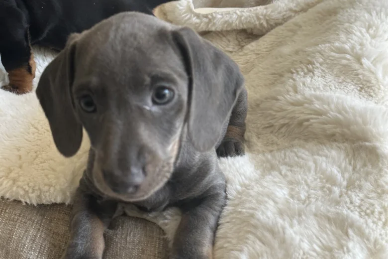 Dachshund (Smooth Haired)