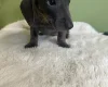 Dachshund (Smooth Haired)