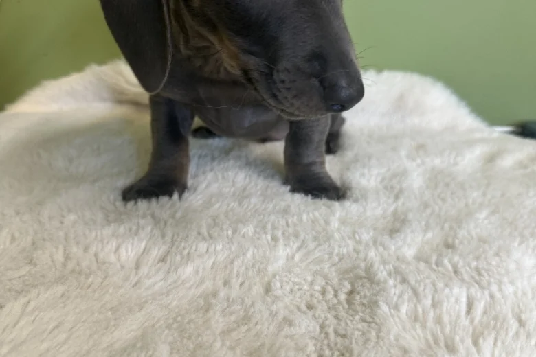 Dachshund (Smooth Haired)