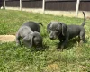 Dachshund (Smooth Haired)