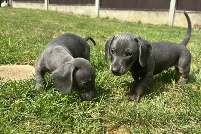 Dachshund (Smooth Haired)